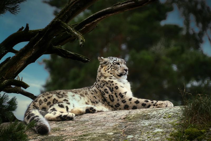 Snow Leopard