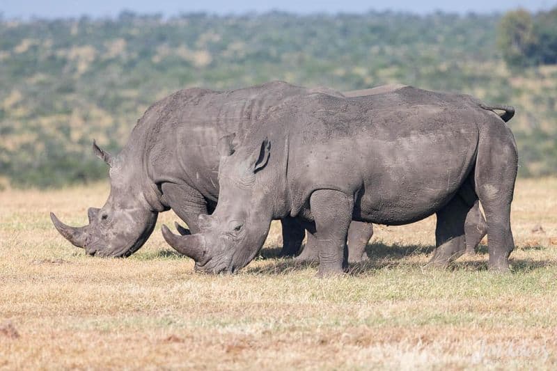 Southern White Rhino