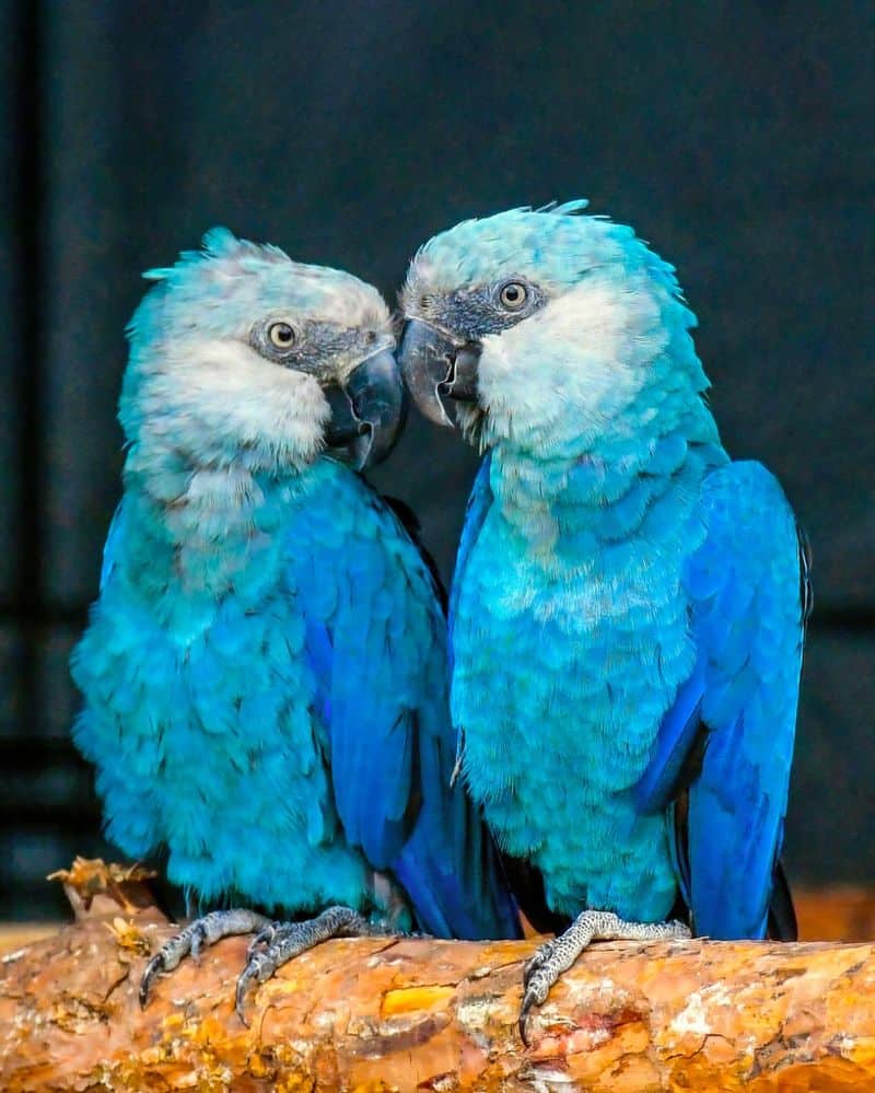 Spix's Macaw