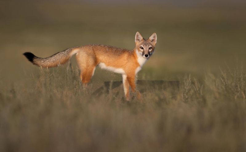 Swift Fox