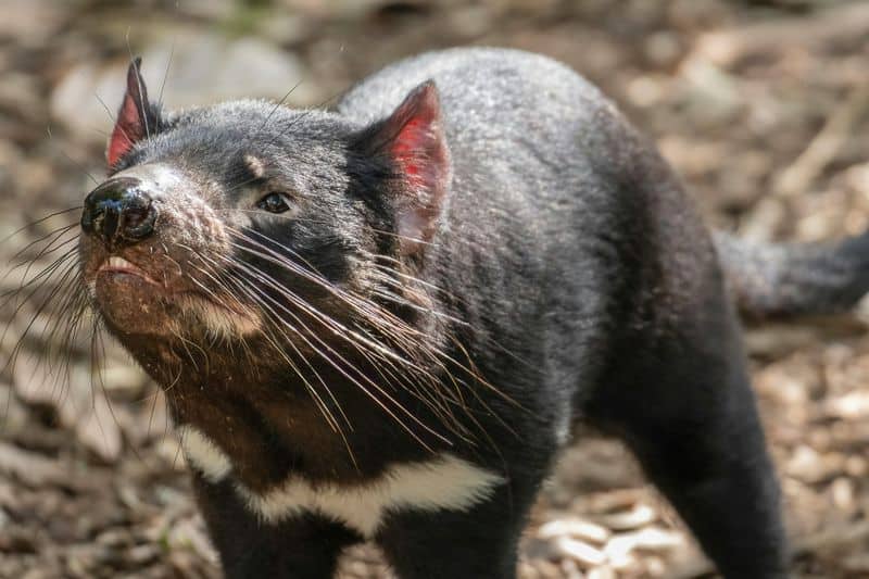 Tasmanian Devil