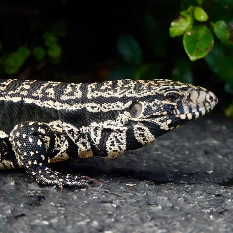 Tegu Lizard