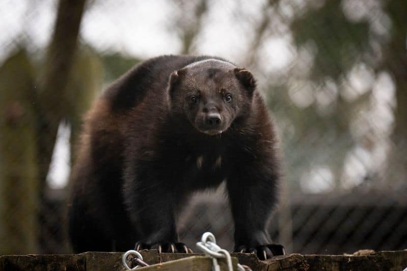 The Fearless Carnivore