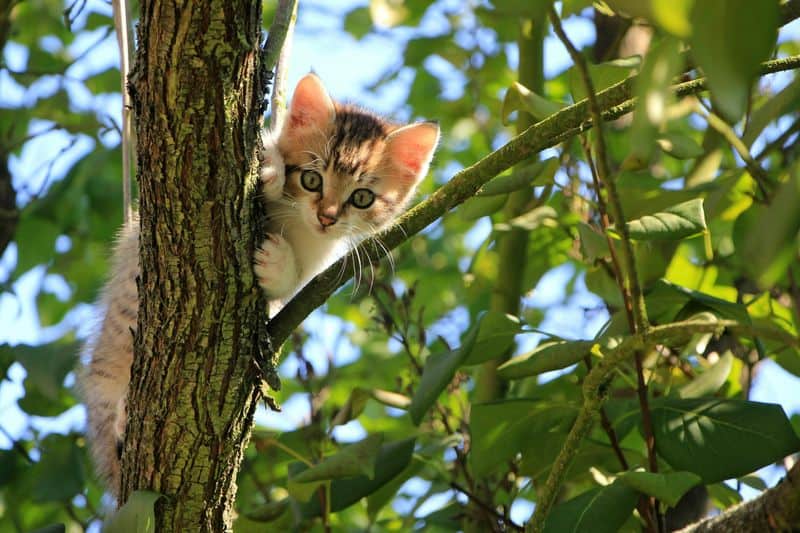 The High Places Perch