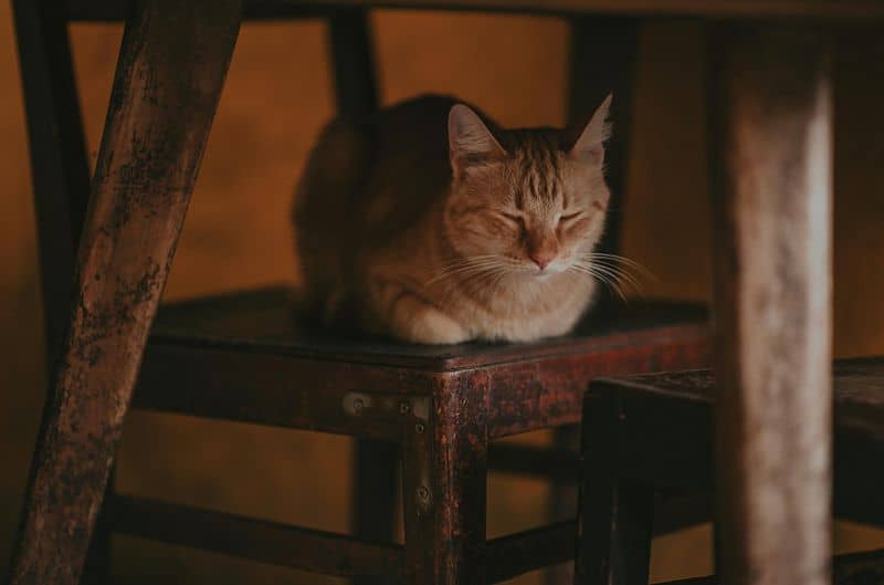 The Mesmerizing Cat Loaf