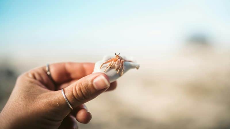 Thoughtful Introvert - Hermit Crab