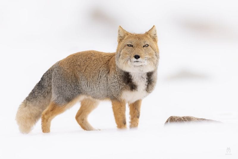 Tibetan Fox