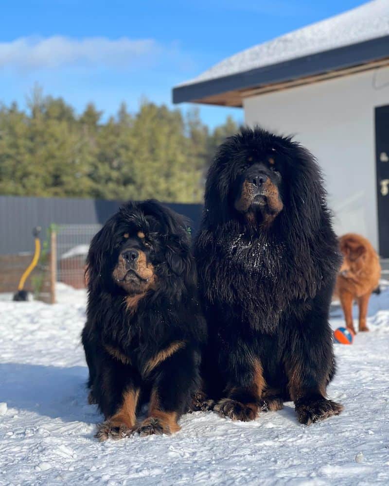 Tibetan Mastiff