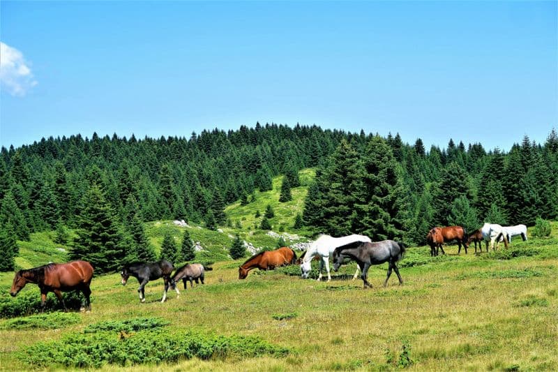 Tokyo Equestrian Park, Japan