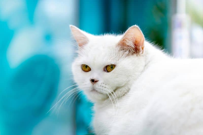 Turkish Angora