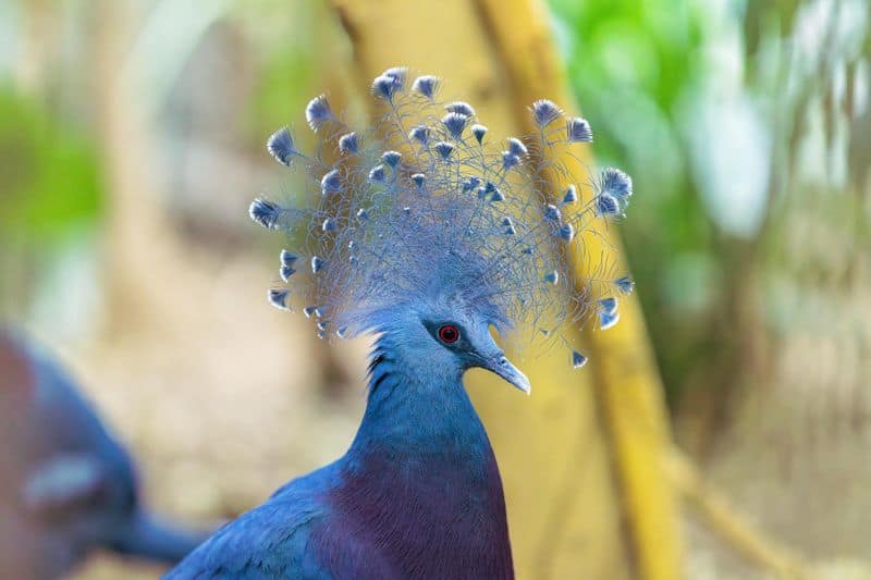 Victoria Crowned Pigeon