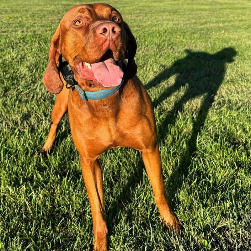 Vizsla
