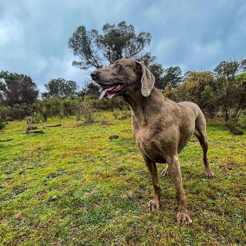 Weimaraner