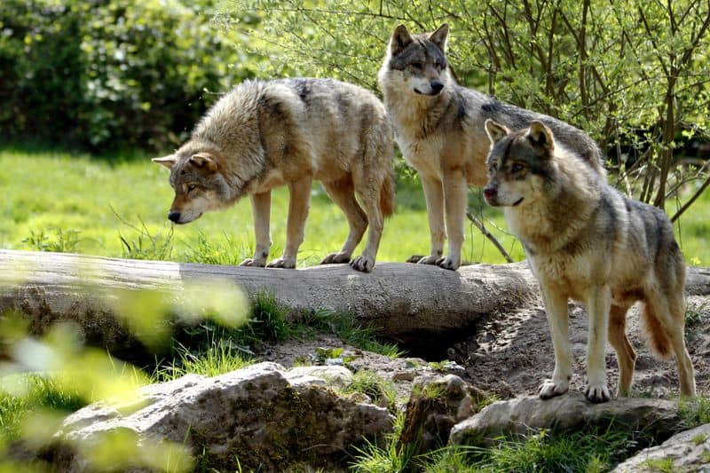 Wolves Howling in Chorus