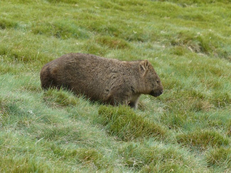 Wombat