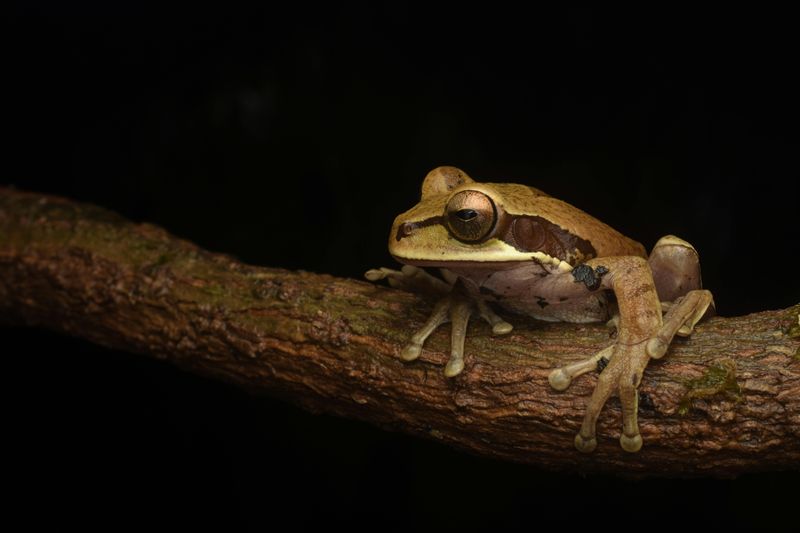 Wood Frog