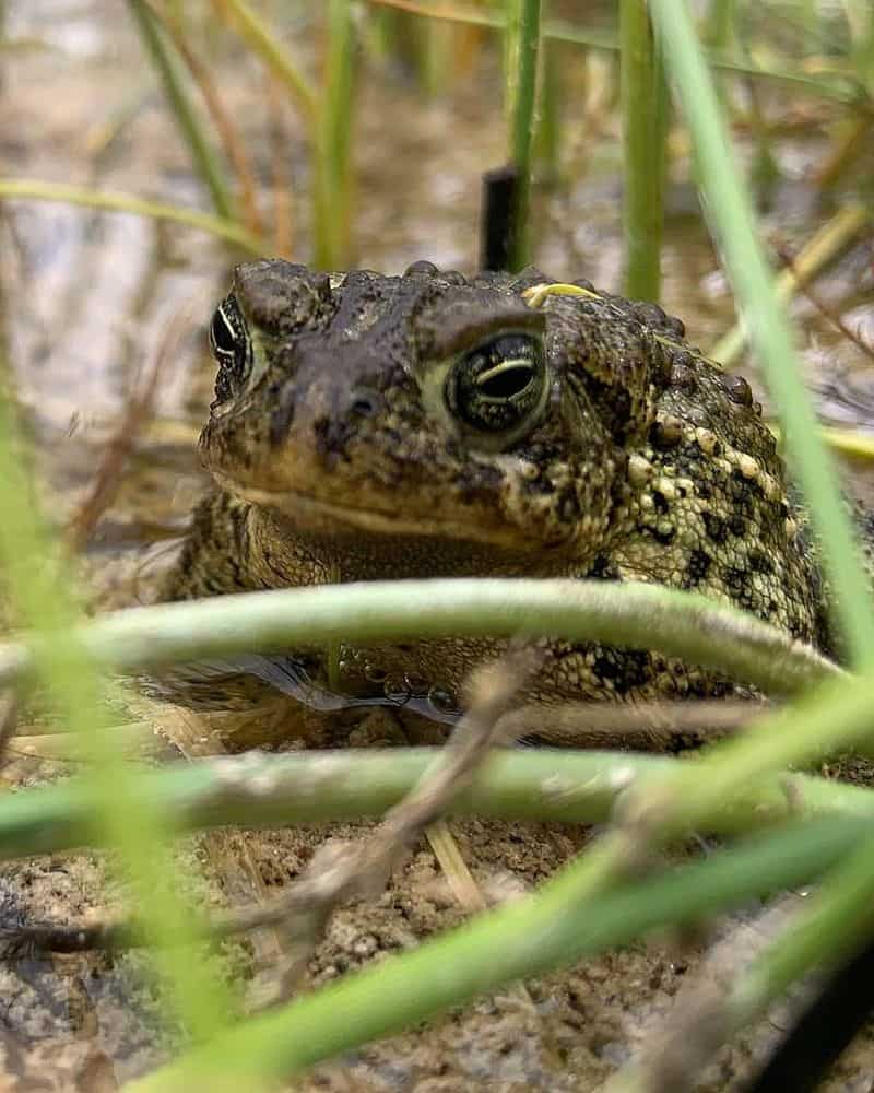 Wyoming Toad