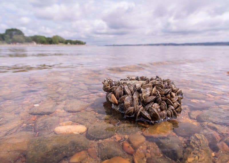 Zebra Mussel