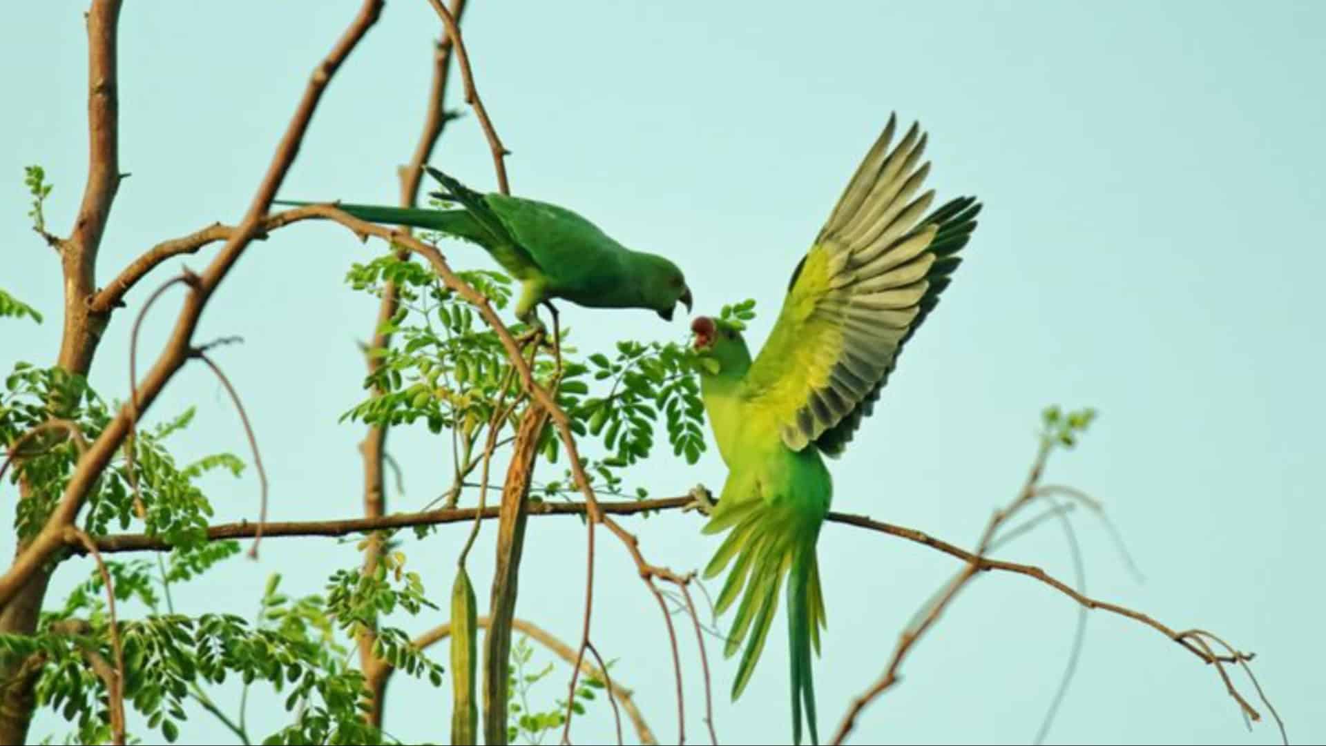 behavior animals spirtuality