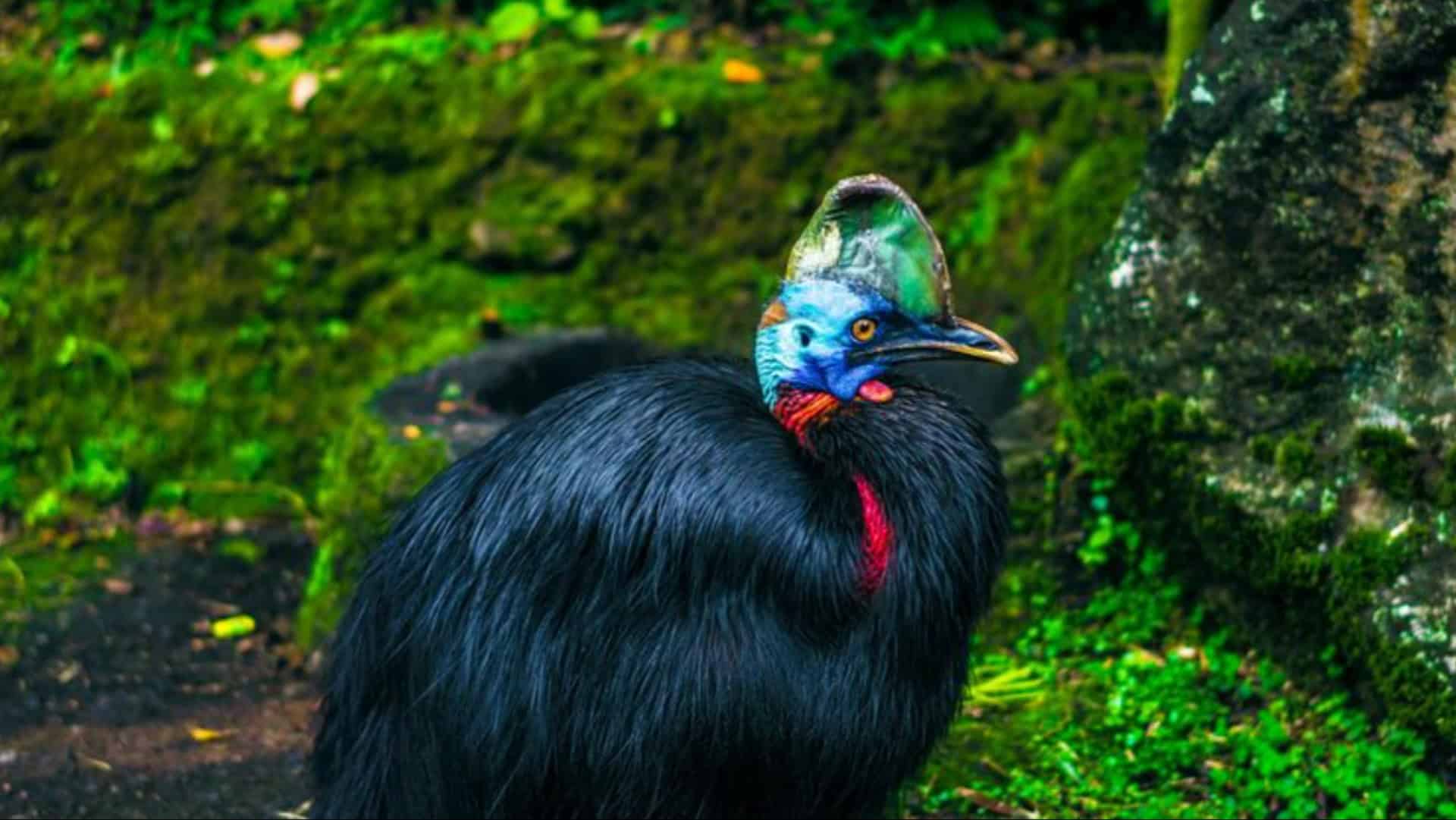 australian animals