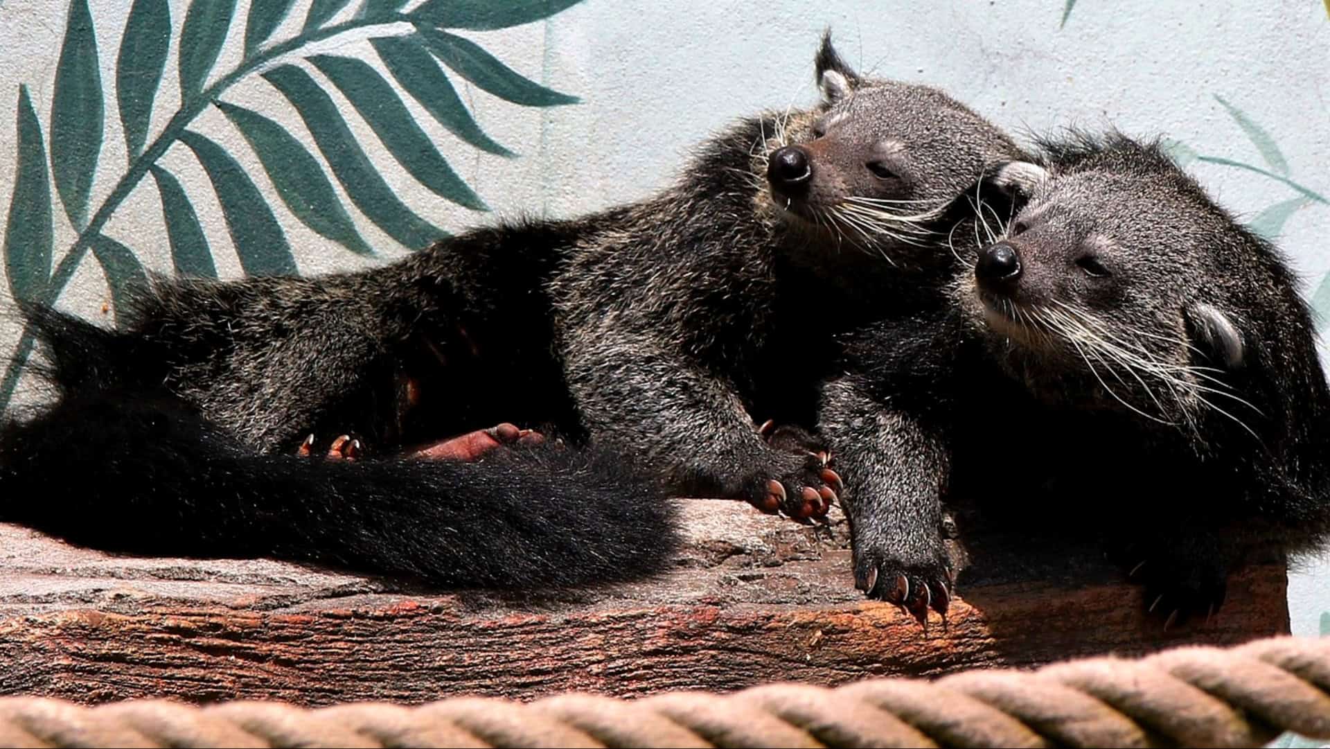 7 Delectable Facts About the Binutrong, the Mammal Who Smells Like Popcorn!