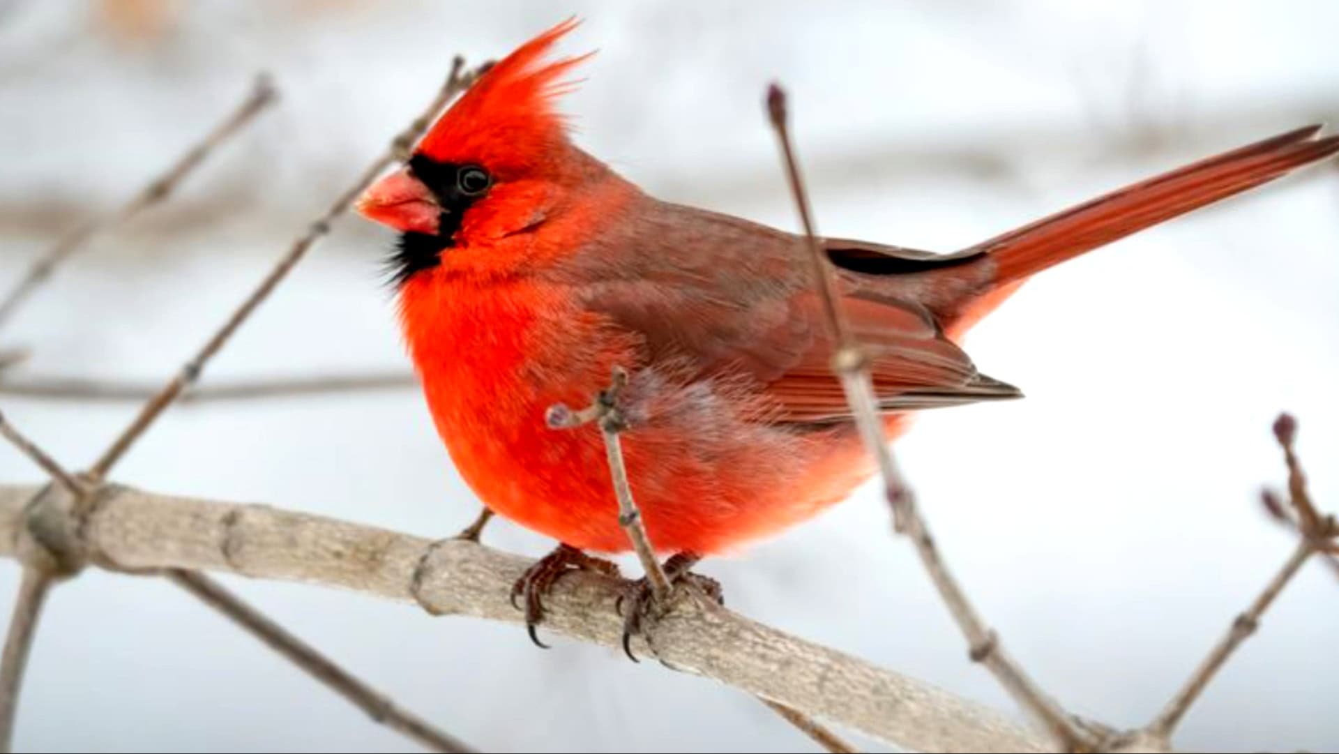 Meet 12 of the World’s Most Beautiful Birds!