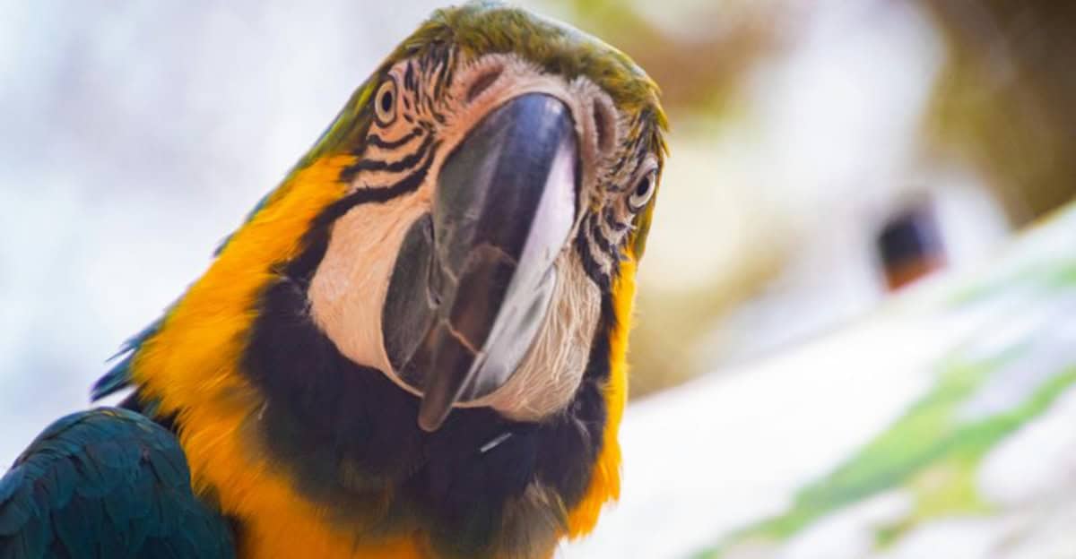 15 Quirky and Wing-Tastic Names for Your Feathered Friend