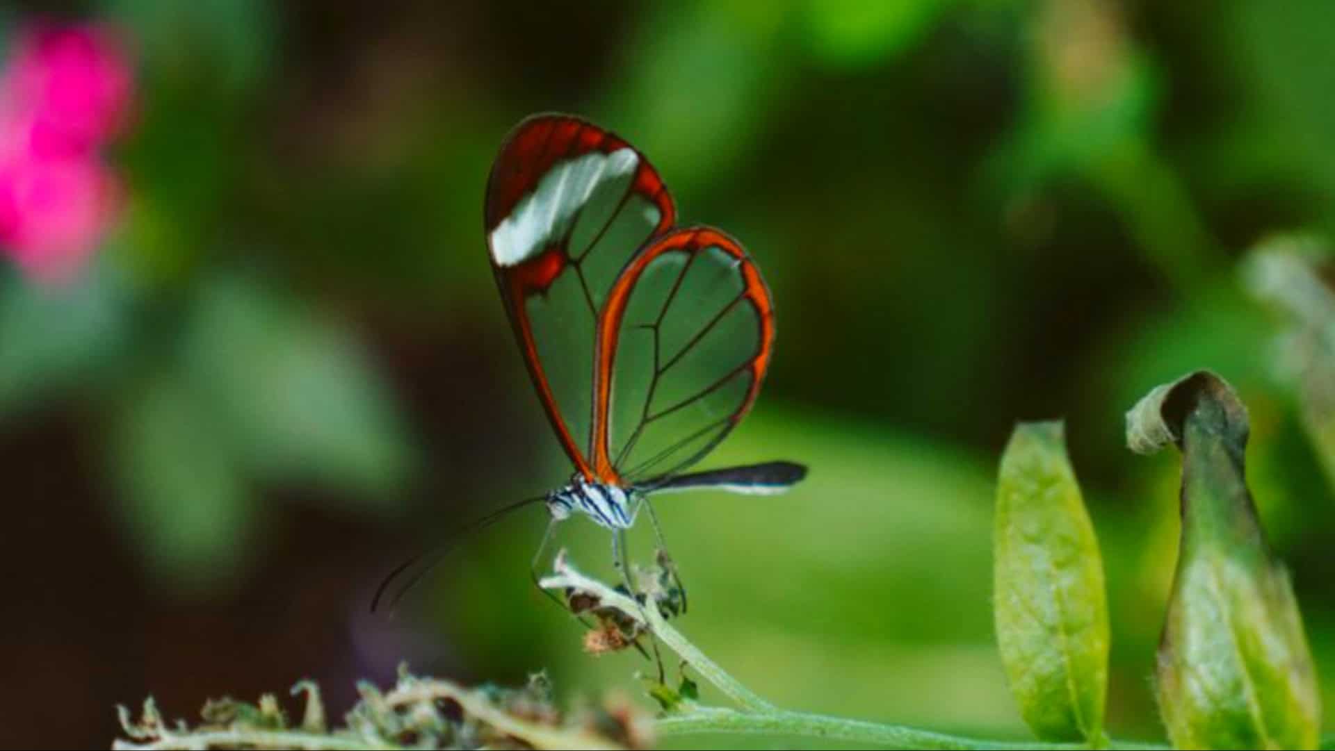 beautiful glass butterfly