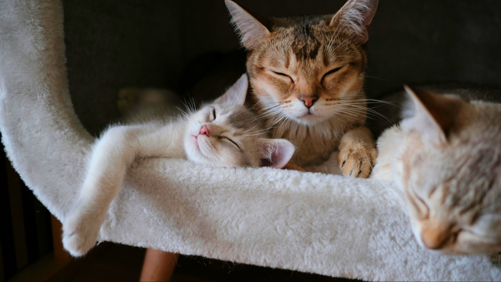 7 Unmistakable Signs That Your Cat Adores You