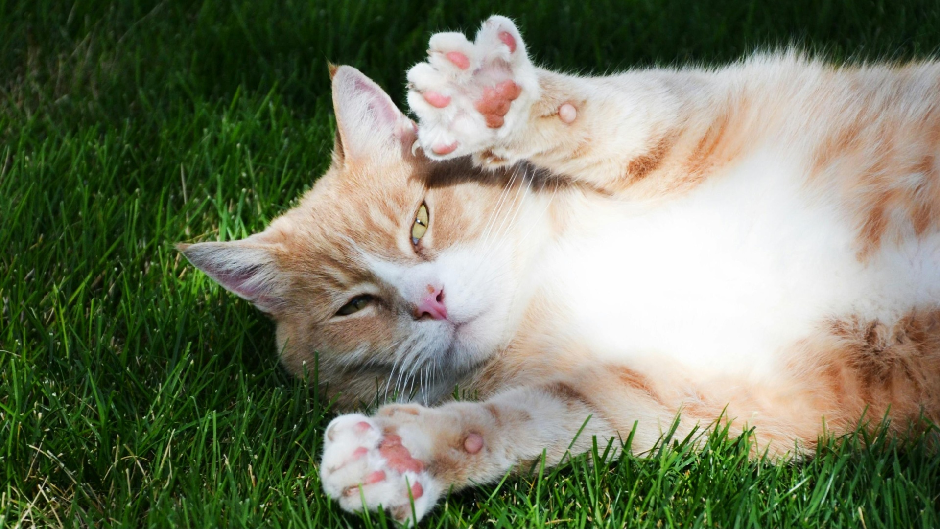 22 Things You Never Knew About Your Cat’s Quirky Nature