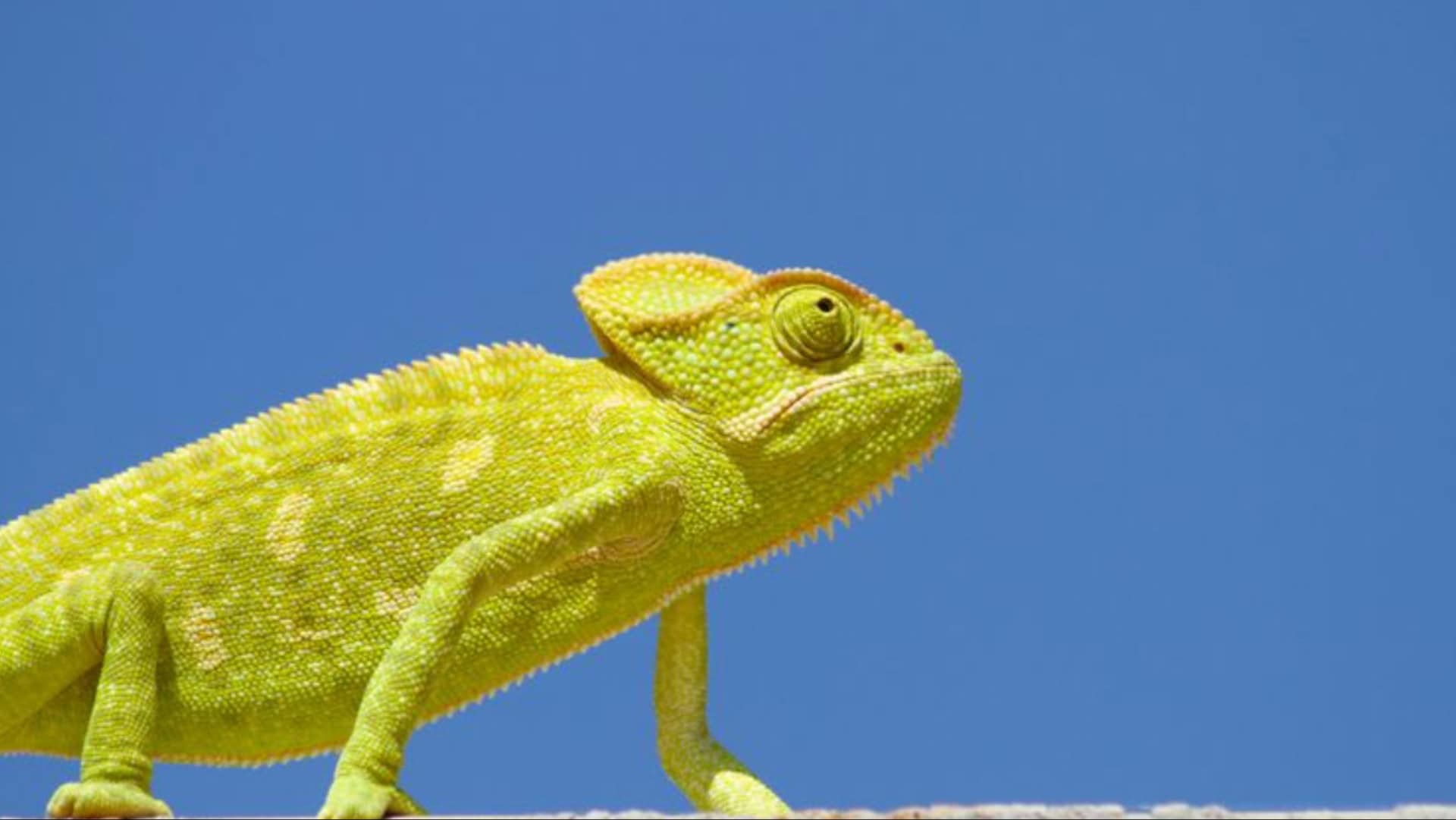 personality type pet chameleon