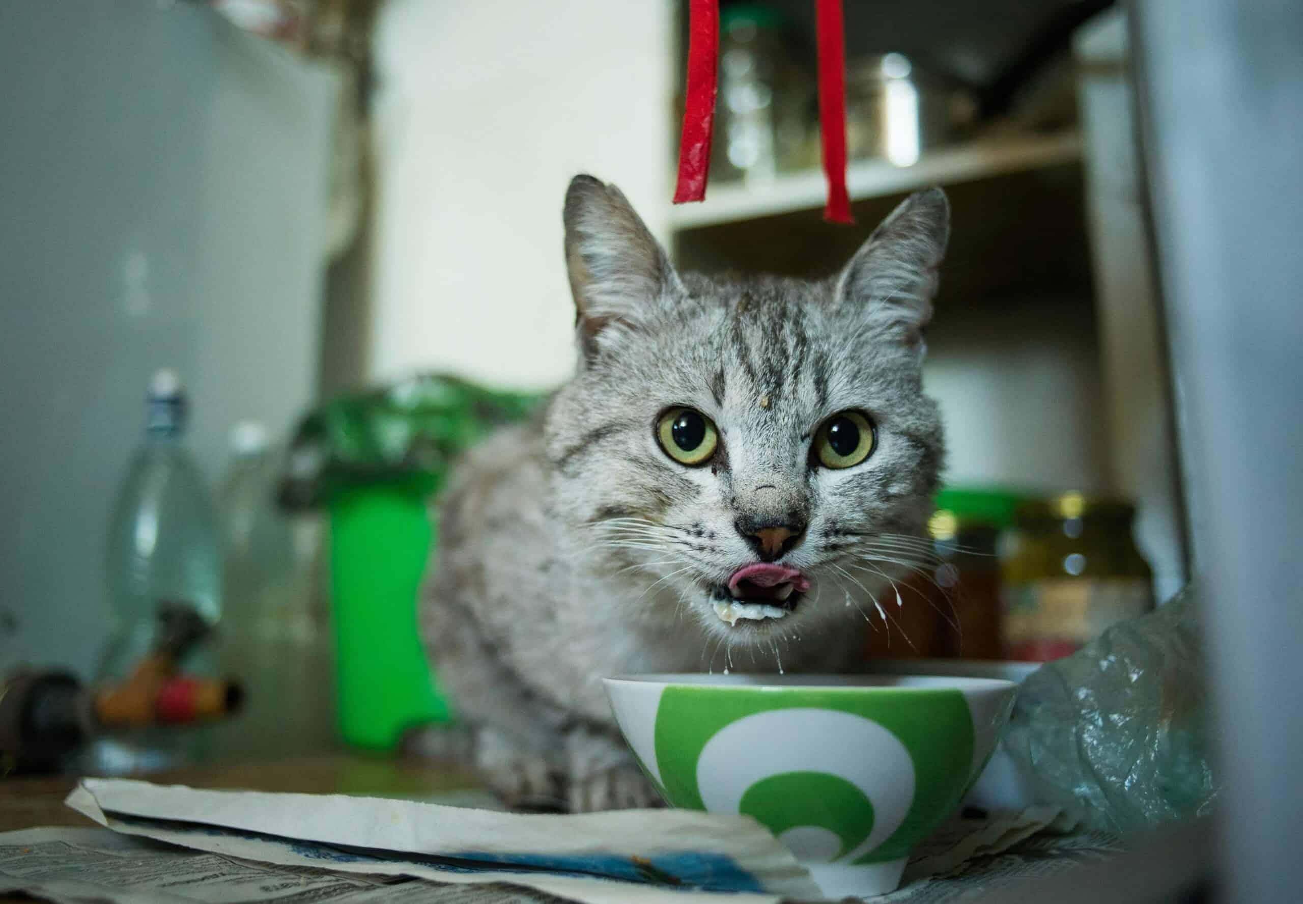 Keep Your Kitty Healthy by Avoiding These 8 Foods