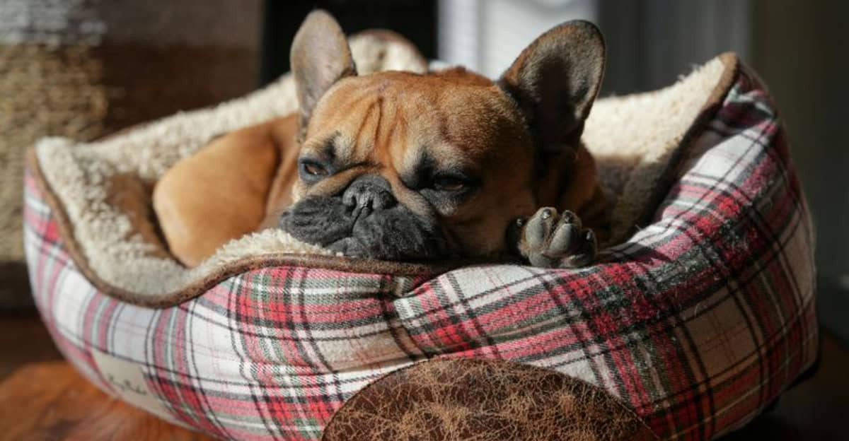 Meet The 7 Best Dog Breeds For Small Apartments