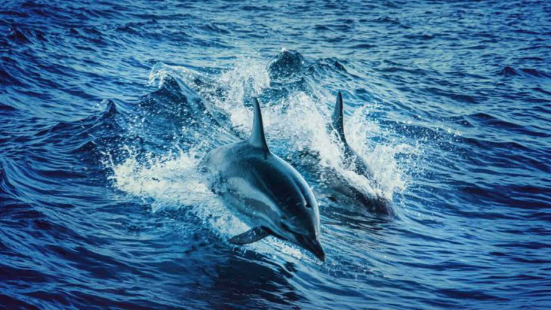 sea dolphins swimming