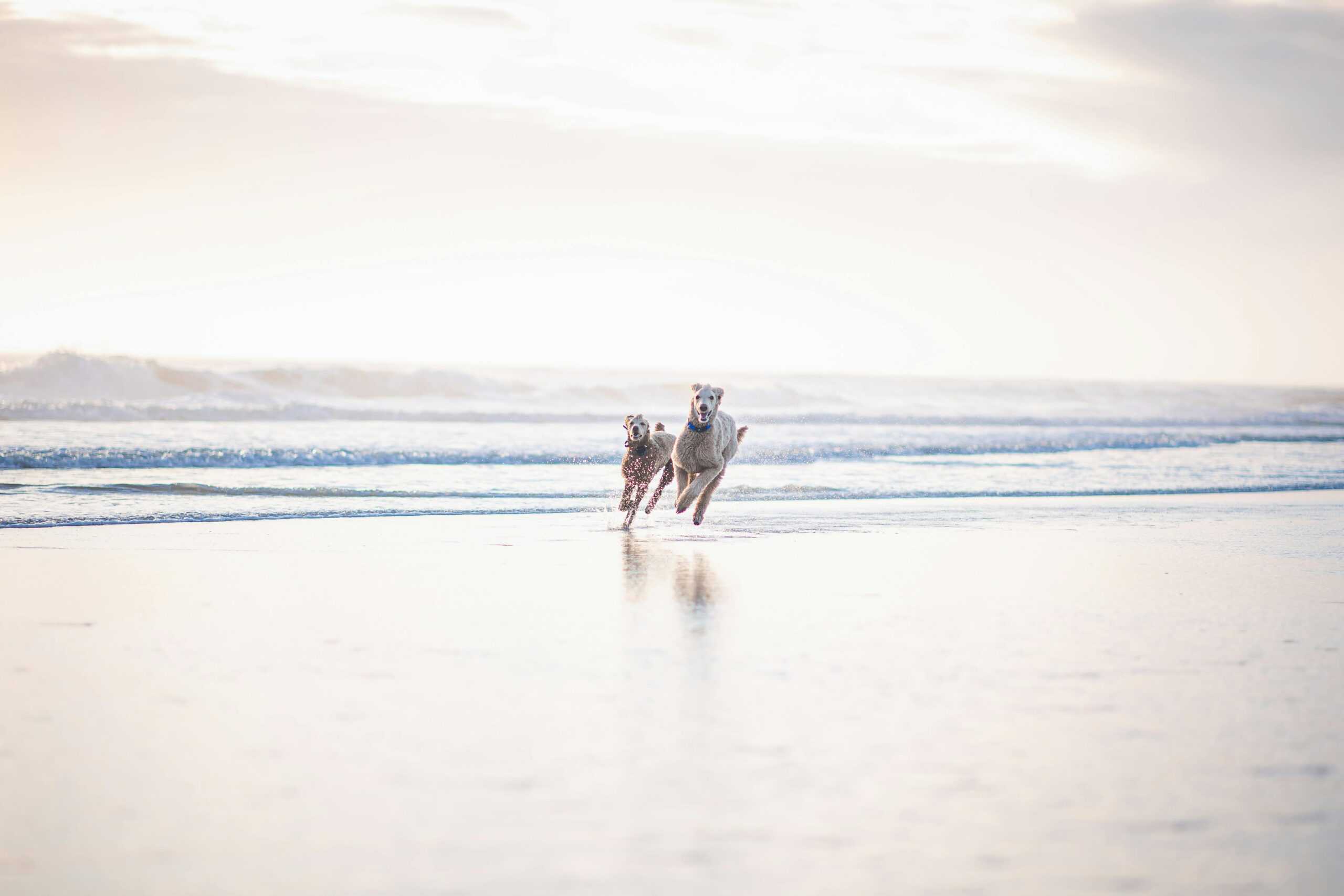 energetic-dogs