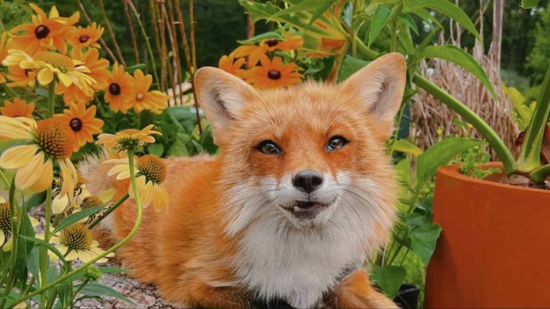 Fox Tales – 7 Surprising Joys of Keeping a Fox as a Pet