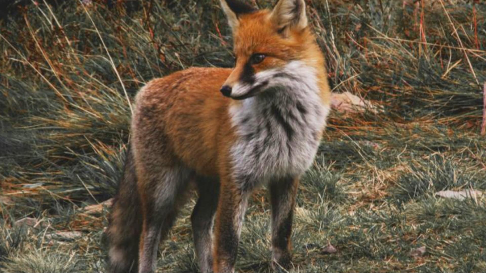 20 Adorable Fox Species You Didn’t Realize Were Out There