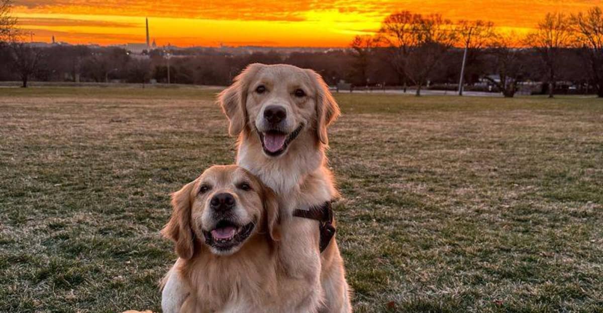 9 Best Dog Breeds for Smiles Wags and Instant Bonding