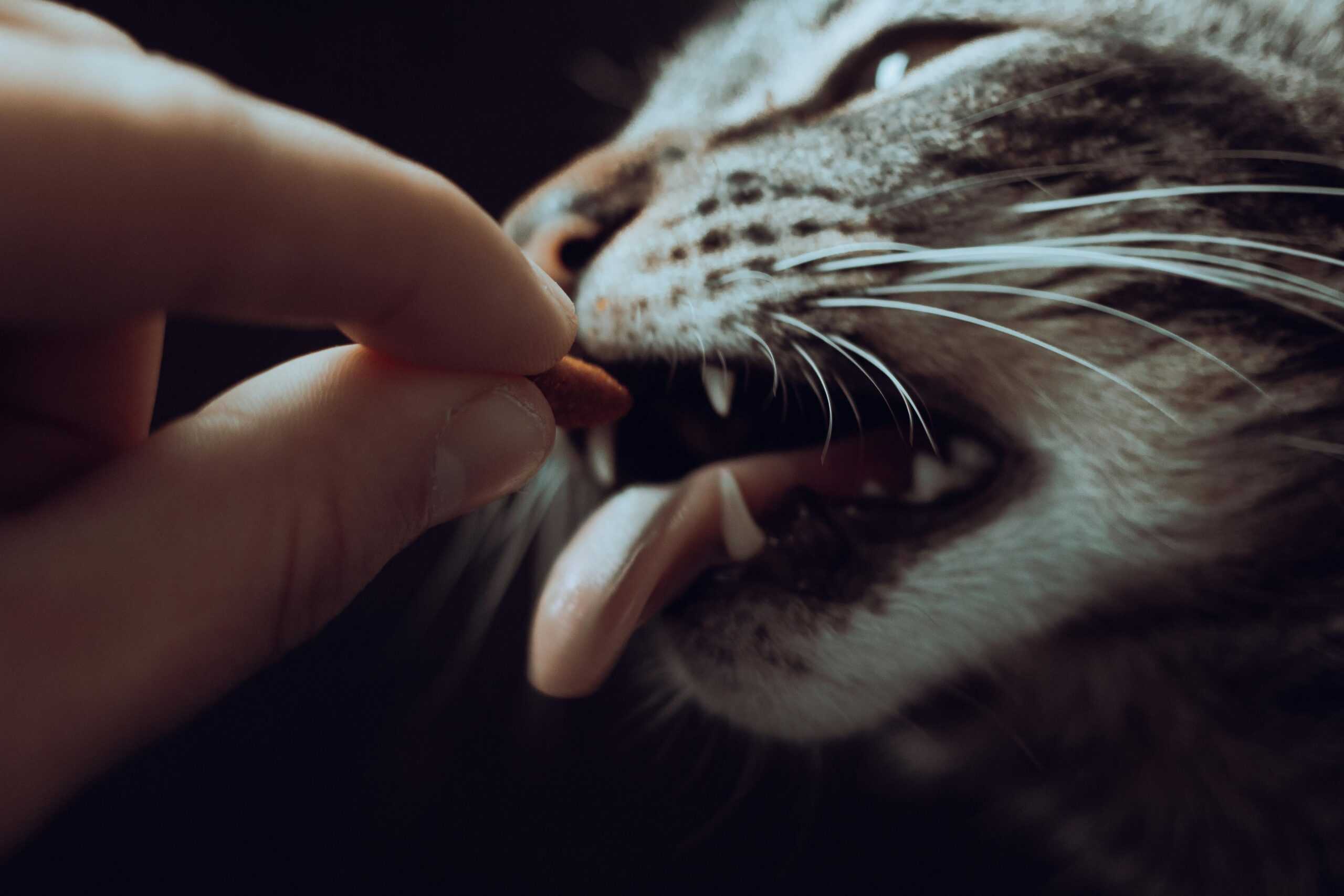 The 8 Healthiest Treats Cats Can’t Resist