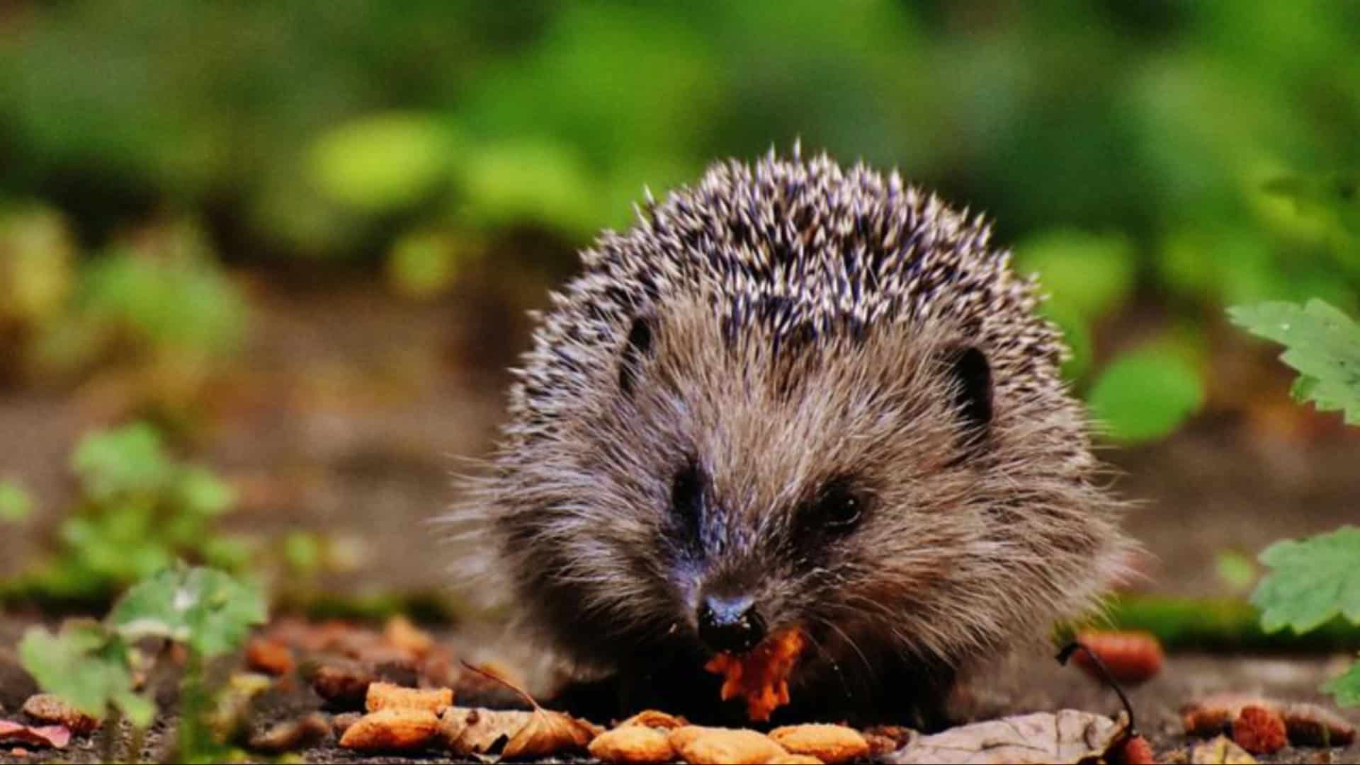 hedgehog yard