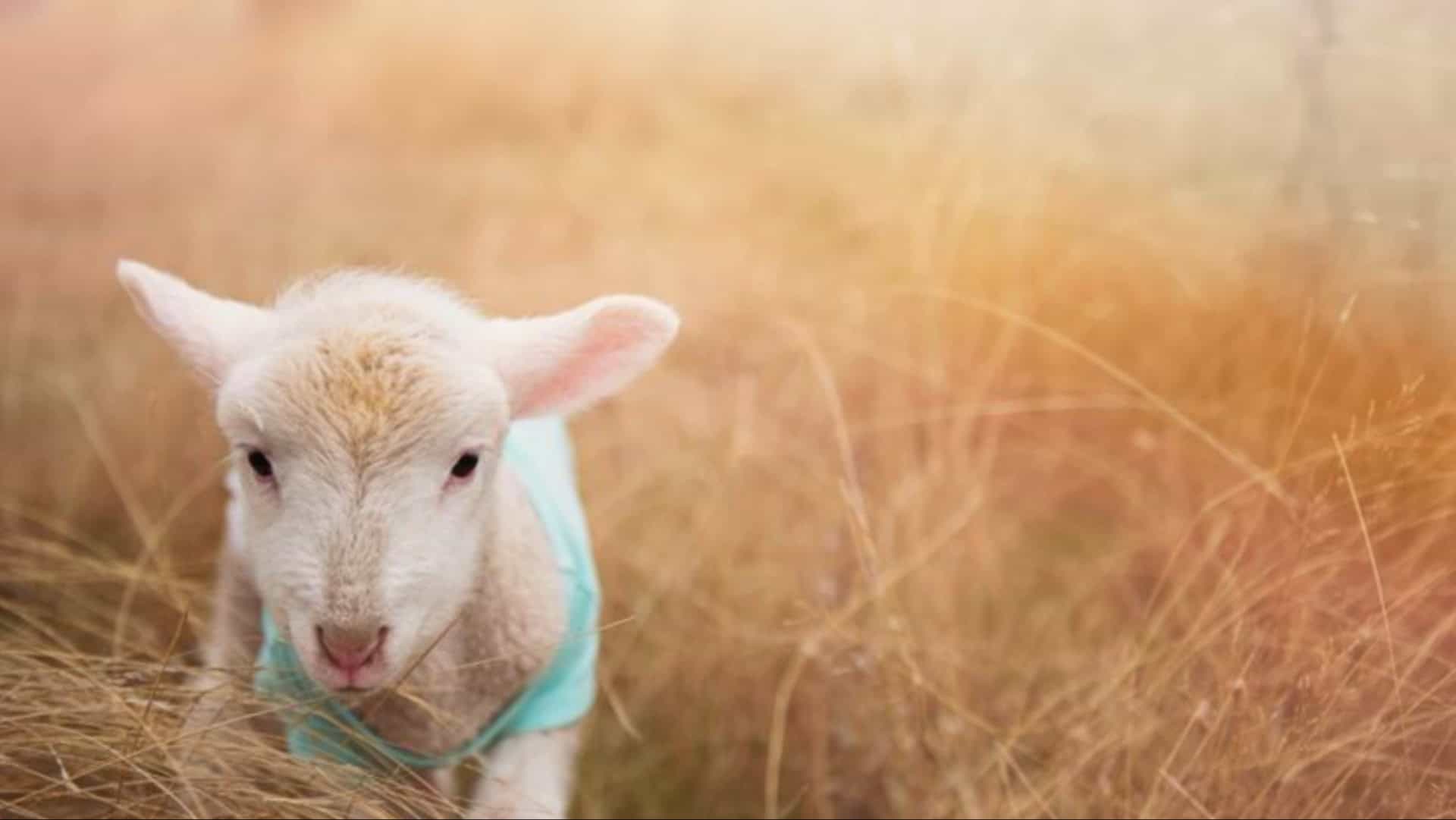 10 Beginner-Friendly Tips for Raising Homestead Animals