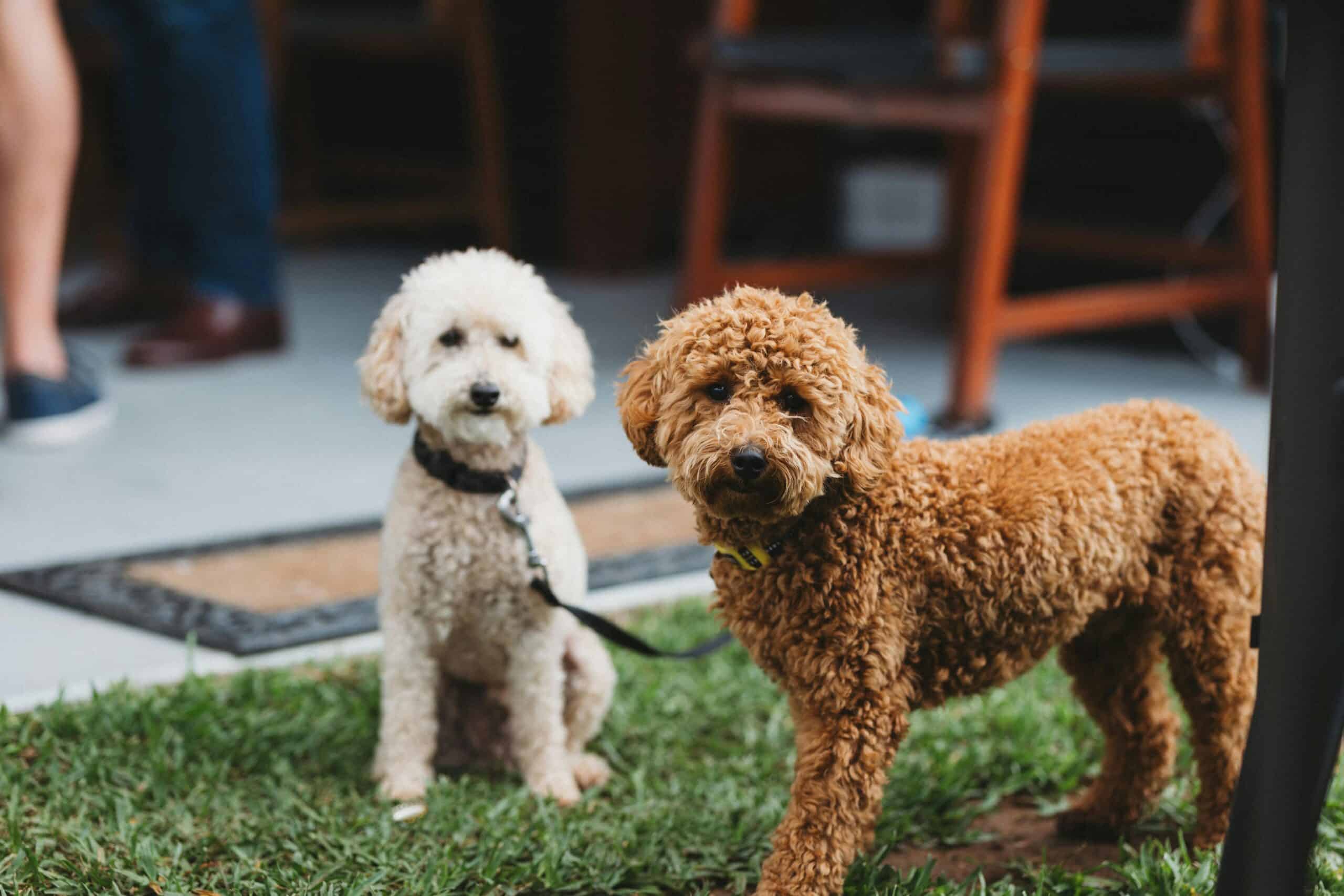 hypoallergenic-dogs