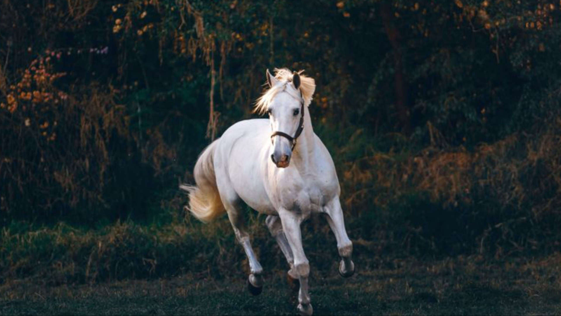 lipizzaner horse running