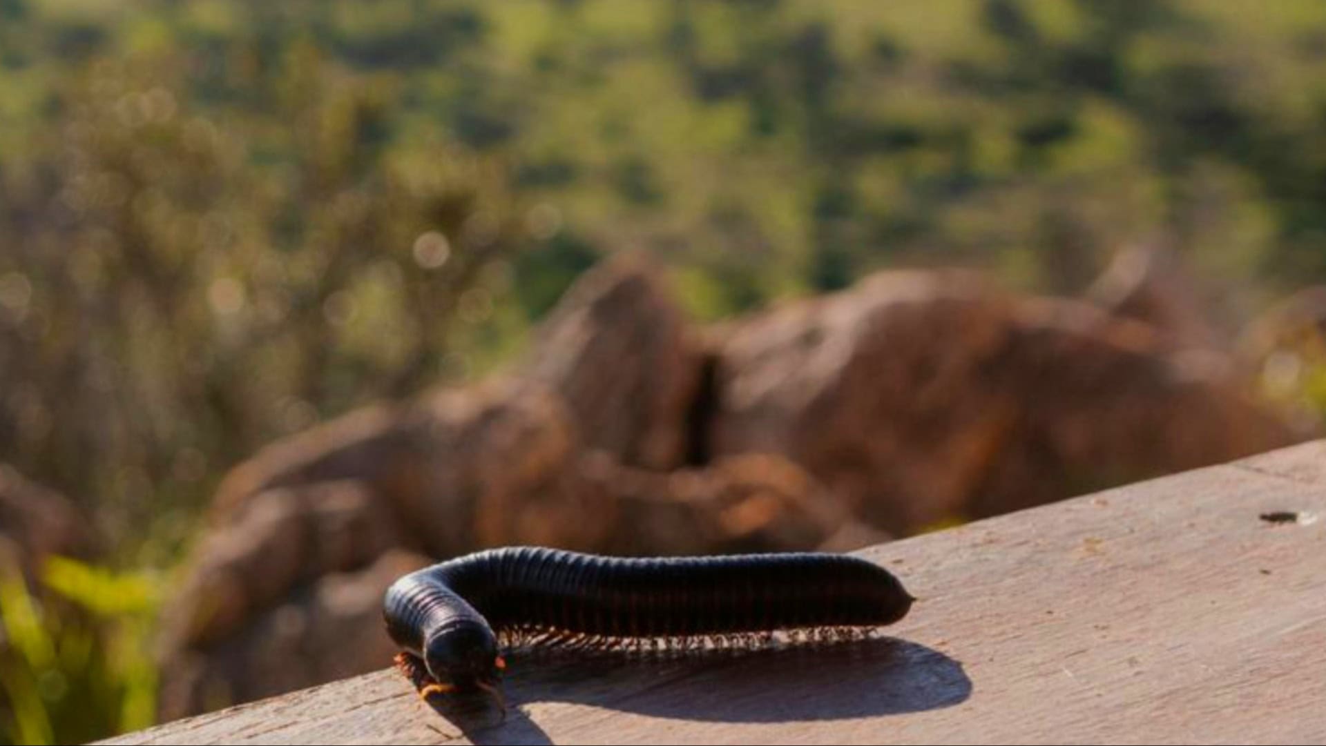 millipedes