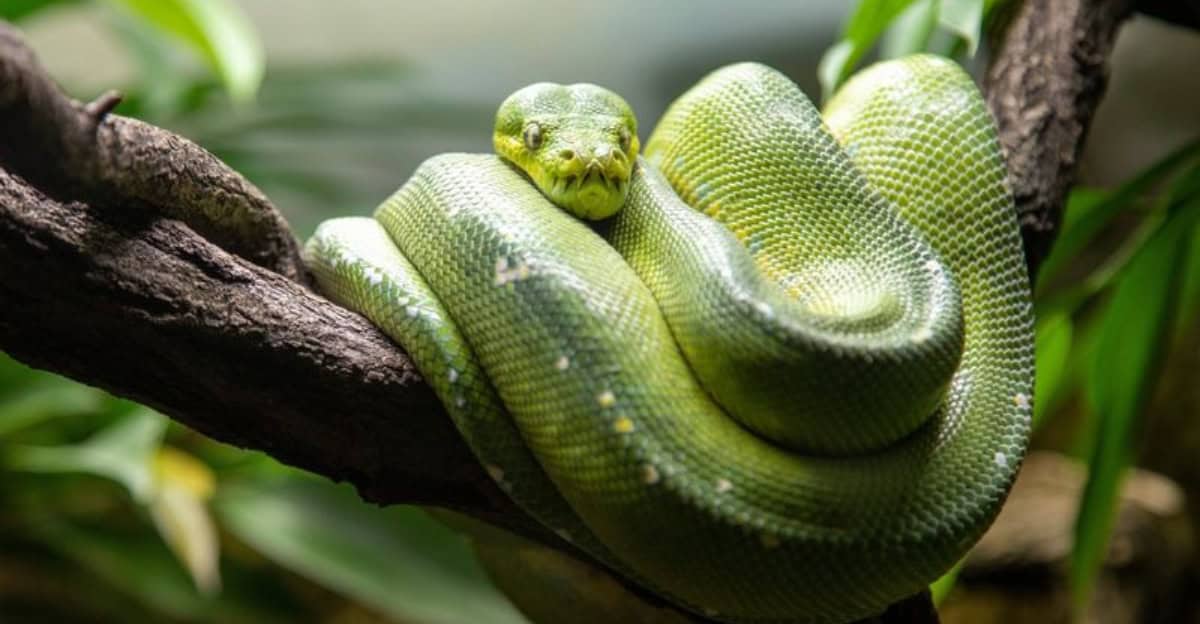 These 7 Non-Venomous Snakes Look Scary But Won’t Bite You Badly