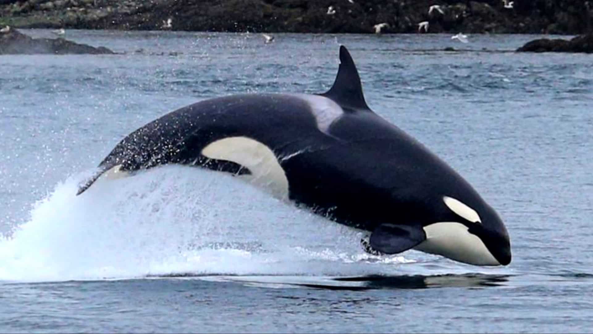 norway orcas