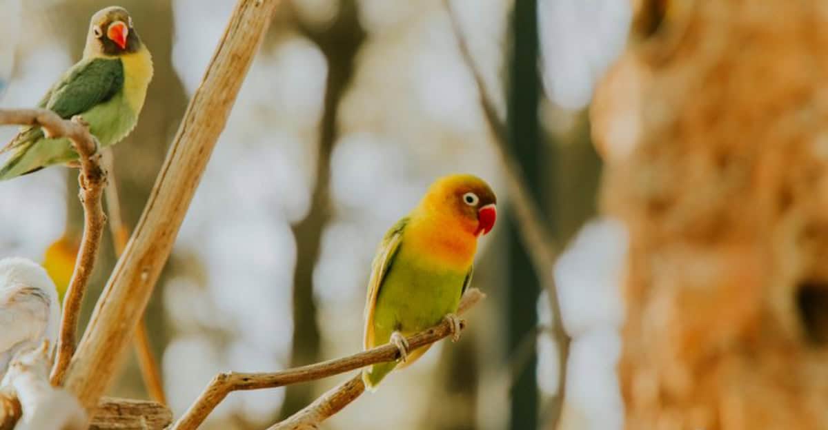 9 Pet Birds That Bring Color Songs and Love to Life