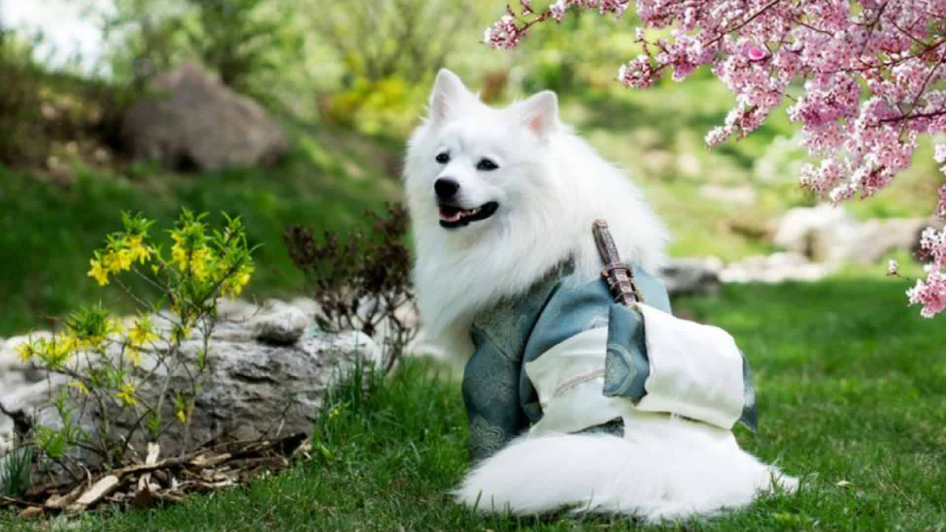 expensive dog breeds price