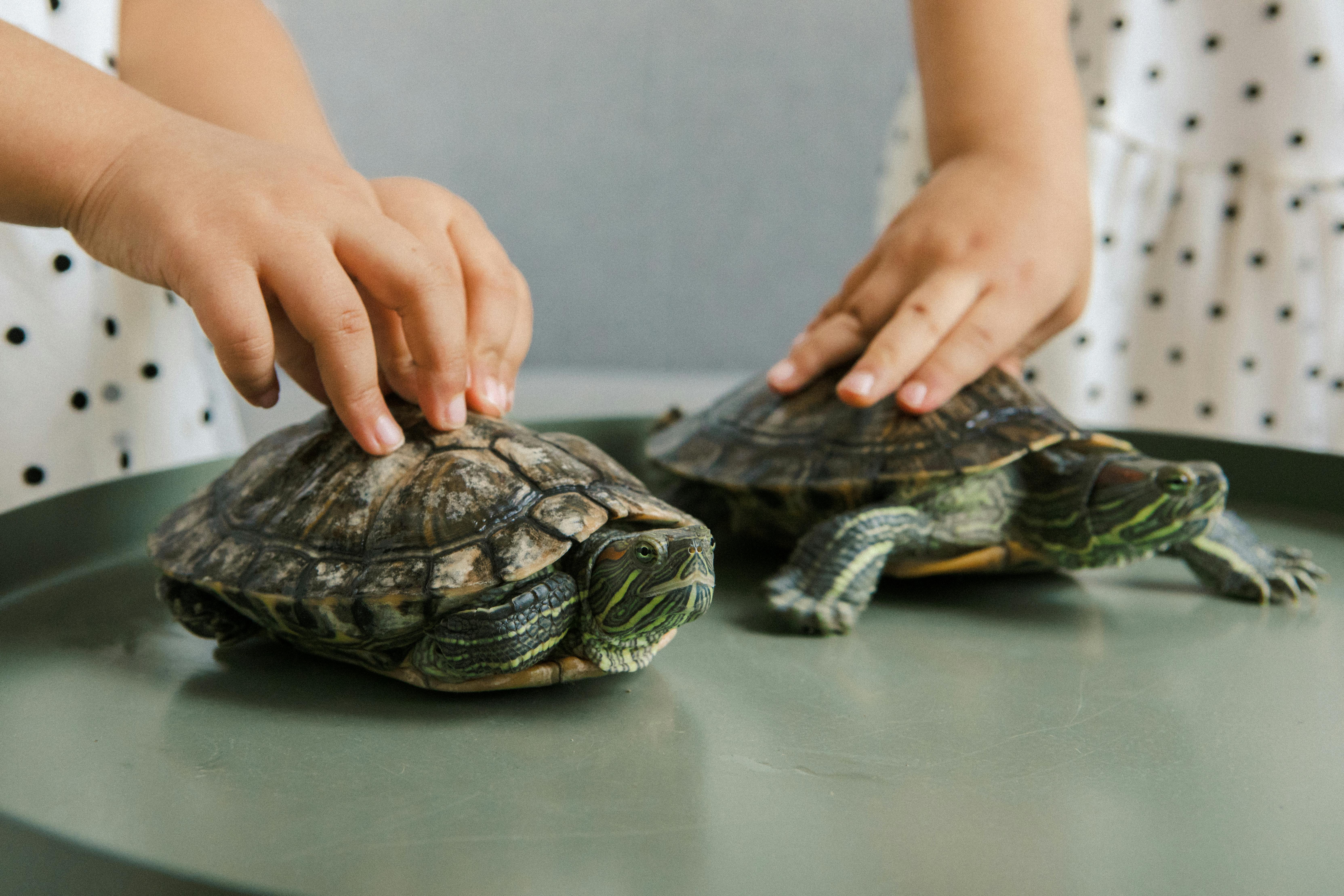 Find Out Which 6 Turtle Breeds Are Best for Beginners