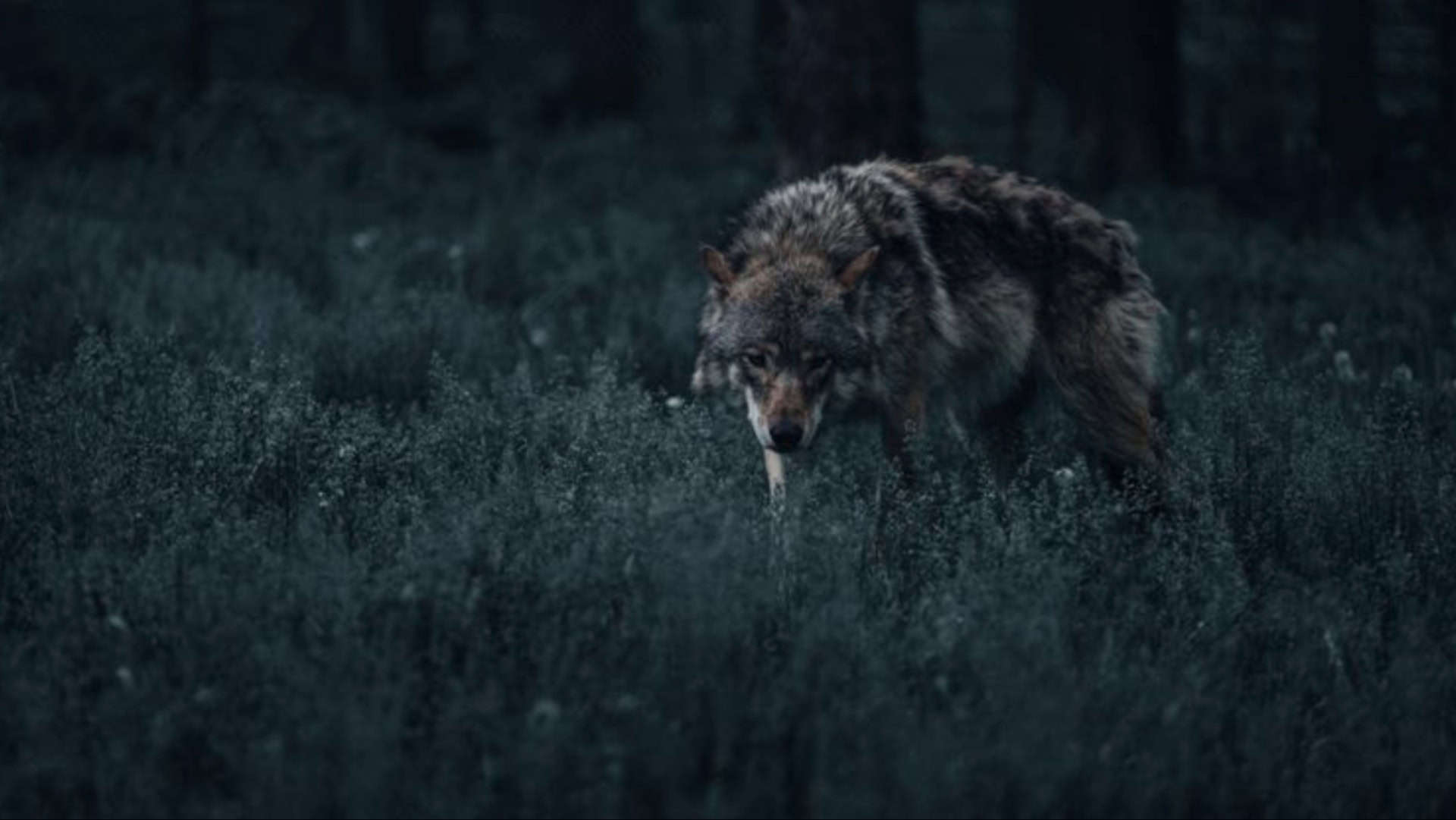 10 Unsettling Wolf Facts That Unleash Childhood Fears